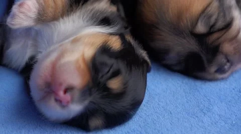 Two 12 days old havanese puppies are sleeping after eating Vidéo 42503411