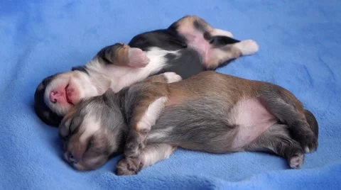 Two 12 days old havanese puppies are sleeping after eating Vidéo 42505098