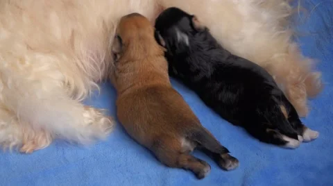 Two 12 days old havanese puppies are sucking milk from their mom Vidéo 42505269
