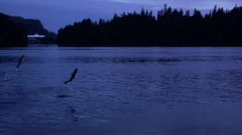 Two (2) Salmon fish Jumping from Water (Jump leap leaping evening) 库存影片 29665849