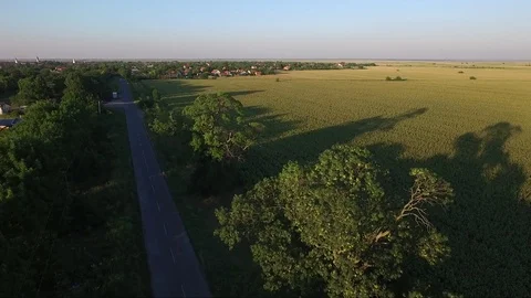 Two 300 years old trees of Jasen by the road in front od village, drone aeria Stock Footage 85233824