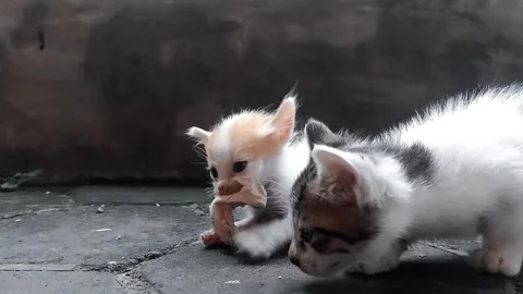 Two 4-Week-Old Kittens Eating Food on Terrace Stock Footage 330666338