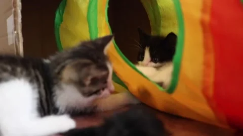 Two 6 week old kittens playing peekaboo in toy tunnel Stock Footage 174738298