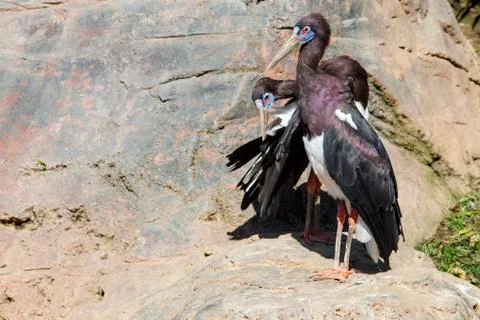 Two Abdims Storks Stock Photos