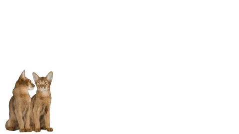 Two Abyssinian cat on a white background Видео 76012609