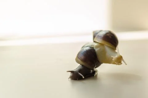Two Achatina snails on the light background. Extreme close-up macro photograp Stock Photos