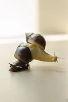 Two Achatina snails on the light background. Extreme close-up macro photograp Stock Photos