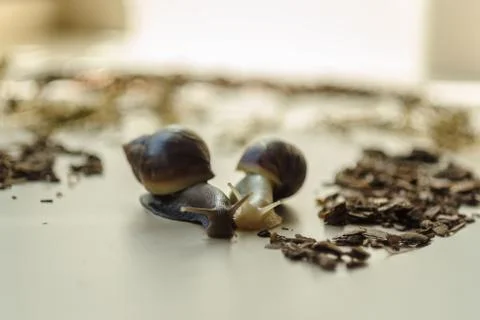 Two Achatina snails on the light background. Extreme close-up macro photograp Stock Photos