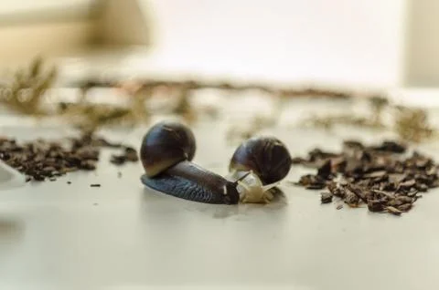 Two Achatina snails on the light background. Extreme close-up macro photograp Stock Photos