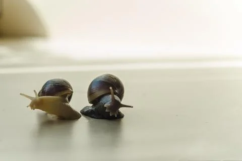 Two Achatina snails on the light background. Extreme close-up macro photograp Stock Photos