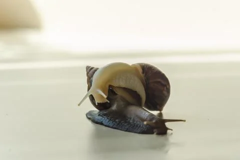 Two Achatina snails on the light background. Close-up macro photography of mo Stock Photos