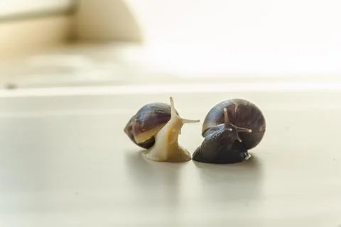 Two Achatina snails on the light background. Close-up macro photography of mo Stock Photos
