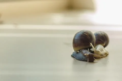 Two Achatina snails on the light background. Extreme close-up macro photograp Stock Photos