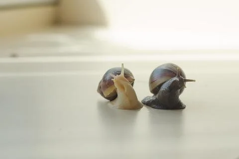 Two Achatina snails on the light background. Extreme close-up macro photograp Stock Photos