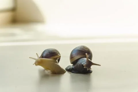 Two Achatina snails on the light background. Extreme close-up macro photograp Stock Photos