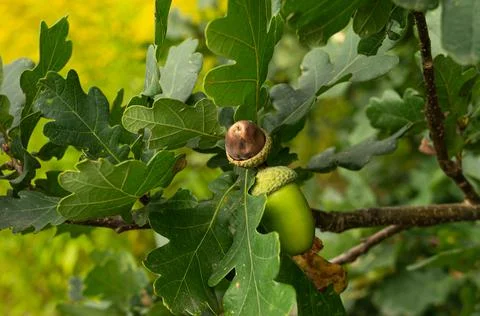 Two acorn on the tree Foto stock