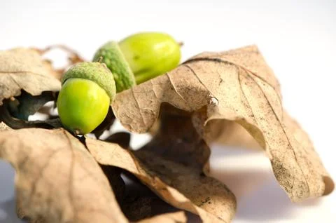 Two acorns and leafs isolated on white background. Stock Photos