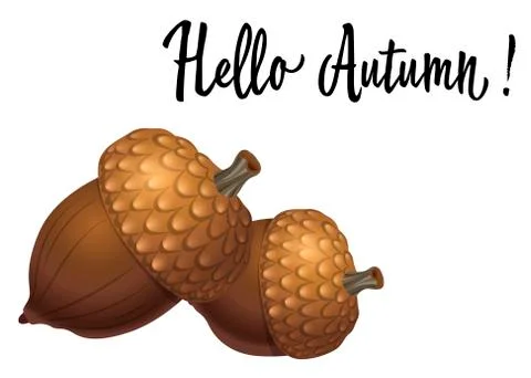 Two acorns isolated on white background. Vector Illustration Stock Illustration