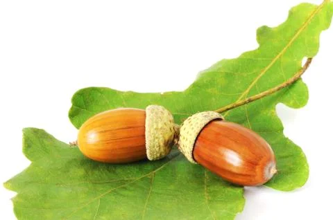 Two acorns on the leaf Stock Photos