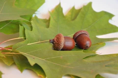 Two acorns next to the oak leaf on white background Stock Photos