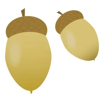 Two acorns from an oak, fall Illustrazione stock