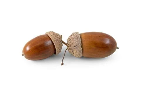 Two acorns Stock Photos