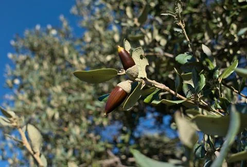 Two Acorns Stock Photos