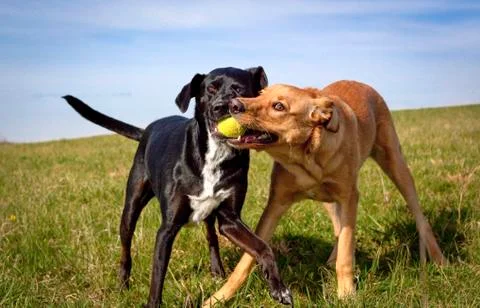 Two active dogs energetically fighting for control of the same tennis ball Stock Photos