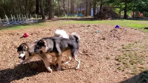 Two active malamute dog play and jump together on outdoor Video stock 342612128
