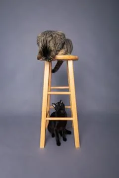 Two active playful cats interacting playing around a wooden barstool Stock Photos