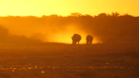 Two active rhinos in backlit dust, walk to camera in arid landscape at sunset Stock Footage 113890085