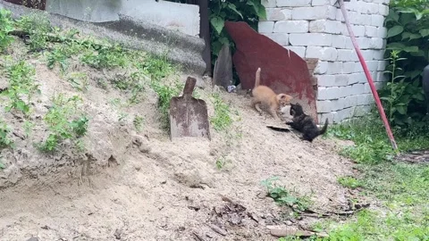 Two active small kittens running around a backyard sand pile Stock Footage 336321159