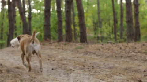 Two active yellow labradors running after stick in autumn forest Stock Footage 160948244
