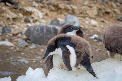 Two Ad lie penguins chick with juvenile plumage in Antarctica Stock Photos