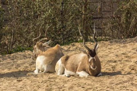 Two Addax lying down Stock Photos