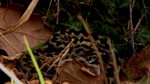 Two Adder snakes in the wild two together England UK 4K Video stock 104524191