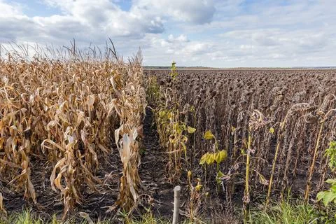 Two adjacent fields of the ripe corn and sunflowers Stock Photos