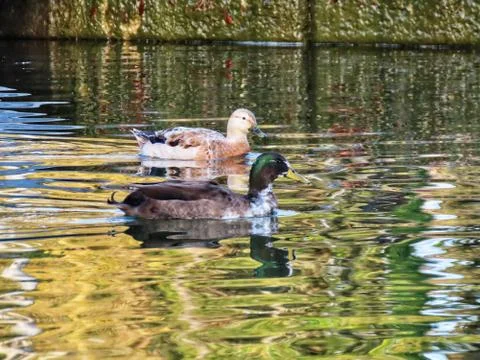 Two adolescent mallards Stock Photos