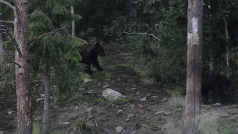 Two adorable bear cubs walking downhill in a forest Stock Footage 213043001