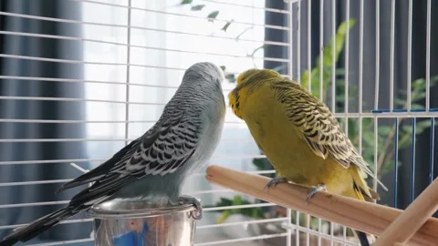 Two adorable budgerigars perched inside a spacious cage, displaying affecti.. 스톡 동영상 334926589