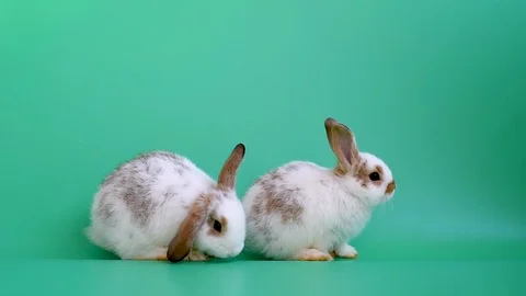 Two adorable bunny rabbit stand and clean their body on green screen background Stock Footage 116332318