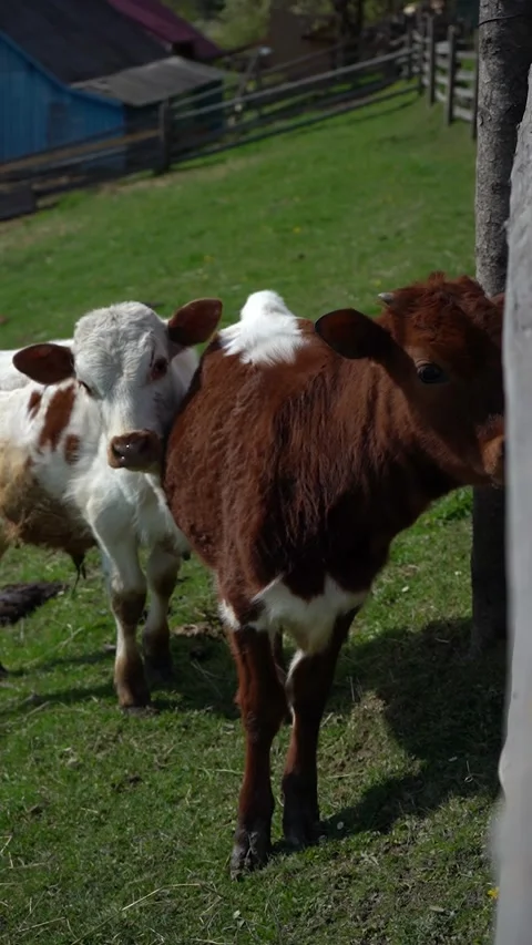 Two Adorable Calves Standing Together in a Green Pasture Stock Footage 280302128