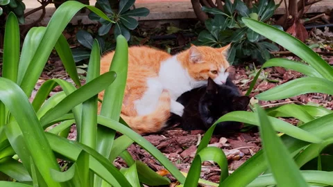 Two adorable cats are cuddling together peacefully in a beautiful blooming Stock Footage 282754059