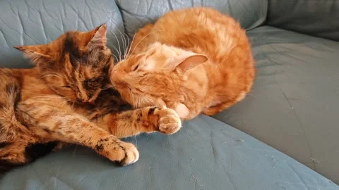 Two adorable cats cuddle each other Stock Footage 285329536