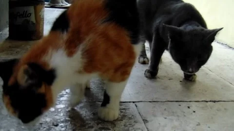 Two adorable cats having food Stock Footage 303562829