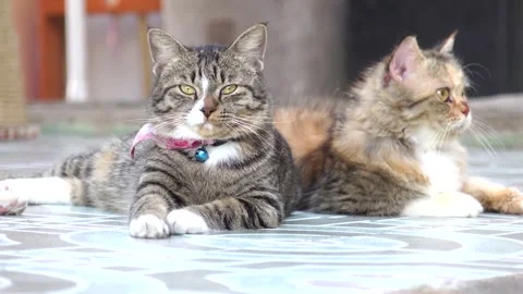 Two Adorable Cats Resting Together on Outdoor Tiled Patio Floor Stock Footage 346241292