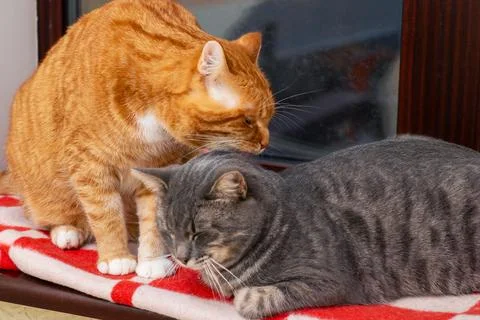 Two adorable cats sit on a window sill, curiously looking at each other Stock Photos