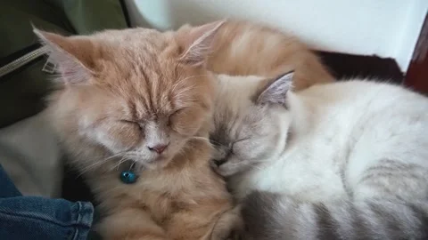 Two Adorable Cats Sleeping Together on a Soft Surface Stock Footage 301244867