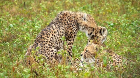 Two adorable cheetah cubs grooming each other on a lush green meadow, showcasing Stock Footage 340861007