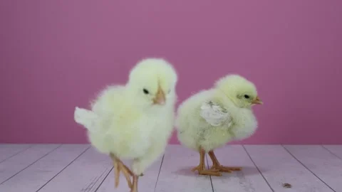 Two Adorable Chicks Stock Footage 271164435